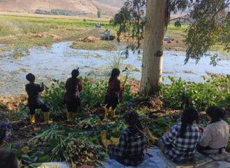İstilacı su sümbülleri Hatay’a umut olacak, her noktaya dokunacak