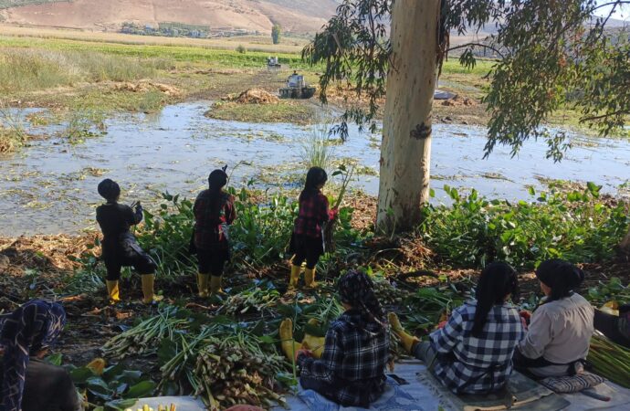 İstilacı su sümbülleri Hatay’a umut olacak, her noktaya dokunacak
