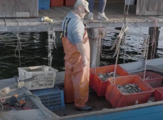 FORZA10 istilacı mavi yengeci sürdürülebilir kedi mamasına dönüştürüyor