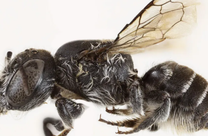 Avustralya’da yeni bir arı türü keşfedildi: ‘Lucifer’