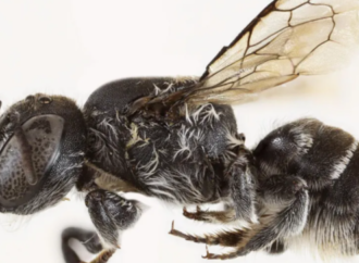 Avustralya’da yeni bir arı türü keşfedildi: ‘Lucifer’