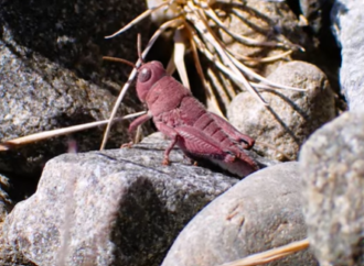 Doğa’nın sürprizi: Yeni Zelanda’da ilk kez pembe çekirge görüldü