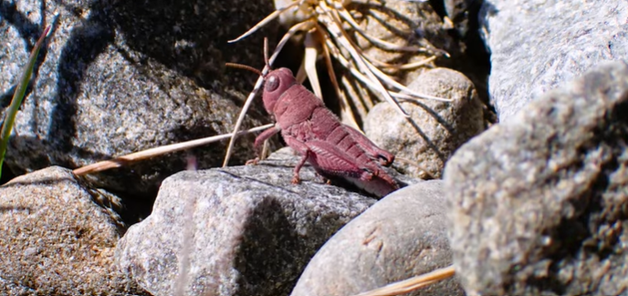 Doğa’nın sürprizi: Yeni Zelanda’da ilk kez pembe çekirge görüldü
