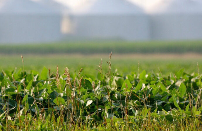 Brezilyalı çiftçiler biyoçeşitlilikle dayanıklı tarımı yeniden inşa ediyor