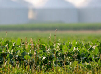 Brezilyalı çiftçiler biyoçeşitlilikle dayanıklı tarımı yeniden inşa ediyor