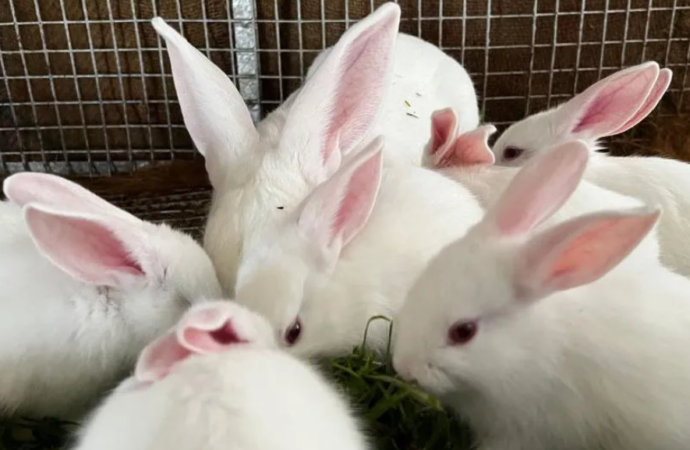 İngiltere hayvan deneylerini aşamalı olarak sonlandırmayı hedefliyor