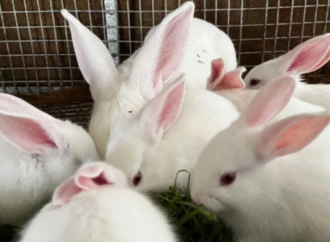 İngiltere hayvan deneylerini aşamalı olarak sonlandırmayı hedefliyor