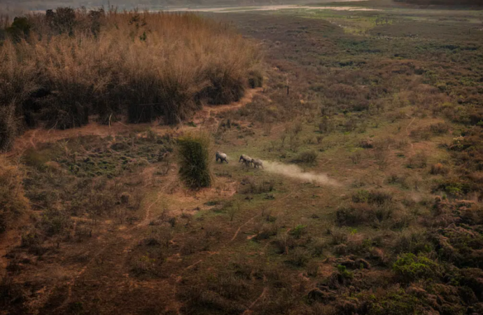 IUCN yaban hayvanlarını iklim mücadelesinin görünmez kahramanları olarak kabul etti!