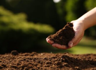 TEMA Vakfı: Sağlıklı kentler için, sağlıklı topraklara ihtiyacımız var!