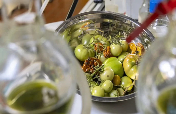 Bilim insanları domates atıklarını iklim dostu jet yakıtına dönüştürüyor