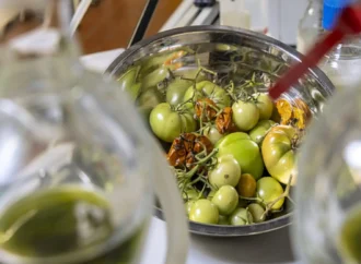 Bilim insanları domates atıklarını iklim dostu jet yakıtına dönüştürüyor