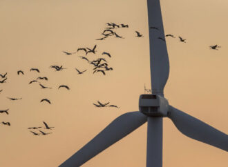 Araştırma: Göçmen kuşlar rüzgar türbinlerinden uzak duruyor