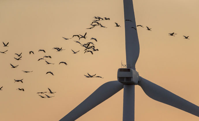 Araştırma: Göçmen kuşlar rüzgar türbinlerinden uzak duruyor