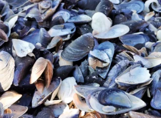 Atık midye kabukları kot üretiminde yeni bir dönemin kapısını aralıyor