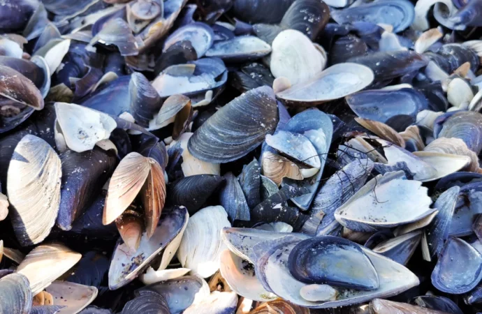 Atık midye kabukları kot üretiminde yeni bir dönemin kapısını aralıyor