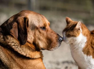Avrupa Birliği’nden kedi ve köpek refahı için tarihi adım: Yeni kurallar üzerinde uzlaşma sağlandı
