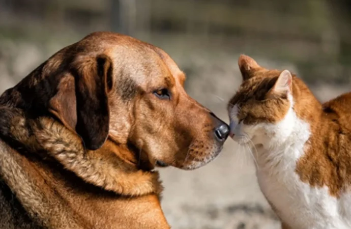 Avrupa Birliği’nden kedi ve köpek refahı için tarihi adım: Yeni kurallar üzerinde uzlaşma sağlandı