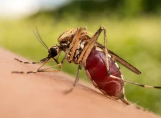 Tropikal kökenli sivrisinekler Türkiye’de kalıcı hale gelerek enfeksiyon hastalıklarını tetikliyor