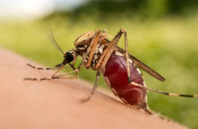 Tropikal kökenli sivrisinekler Türkiye’de kalıcı hale gelerek enfeksiyon hastalıklarını tetikliyor