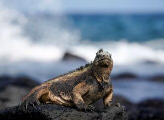 Bezos Earth Fund denizlerin korunması çalışmalarına 24,5 milyon dolar hibe sağladı