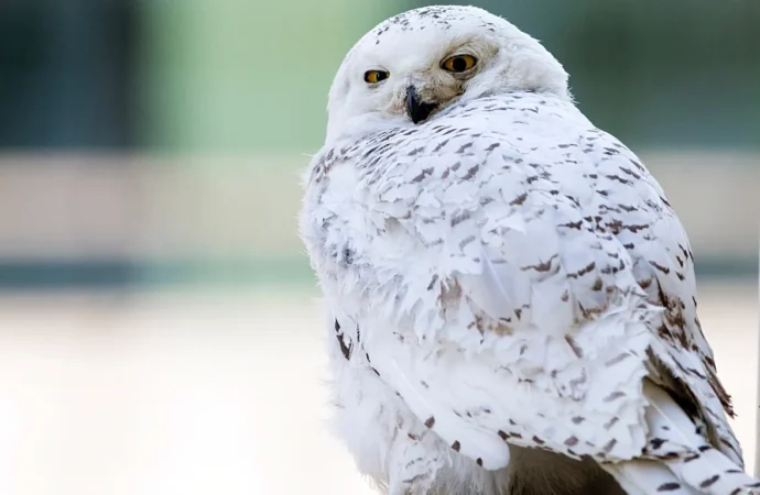 İsveç efsanevi Kar Baykuşu’nu “bölgesel olarak yok olmuş” ilan etti