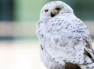 İsveç efsanevi Kar Baykuşu’nu “bölgesel olarak yok olmuş” ilan etti