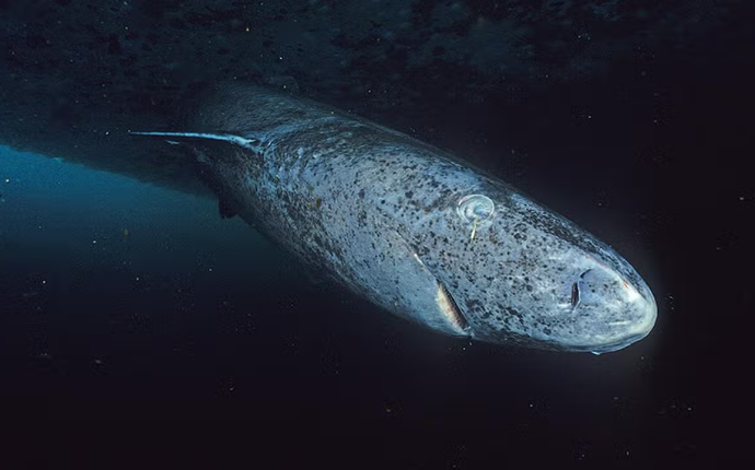 Karanlıkta görmeyi unutmayan canlılar