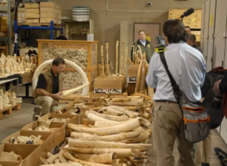 Yasadışı yaban hayatı ticareti türleri yok oluşa sürükleyen küresel bir suç ağı