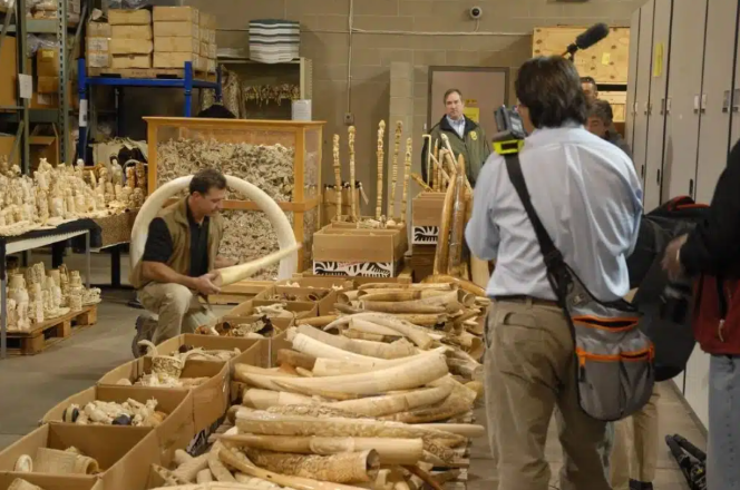 Yasadışı yaban hayatı ticareti türleri yok oluşa sürükleyen küresel bir suç ağı