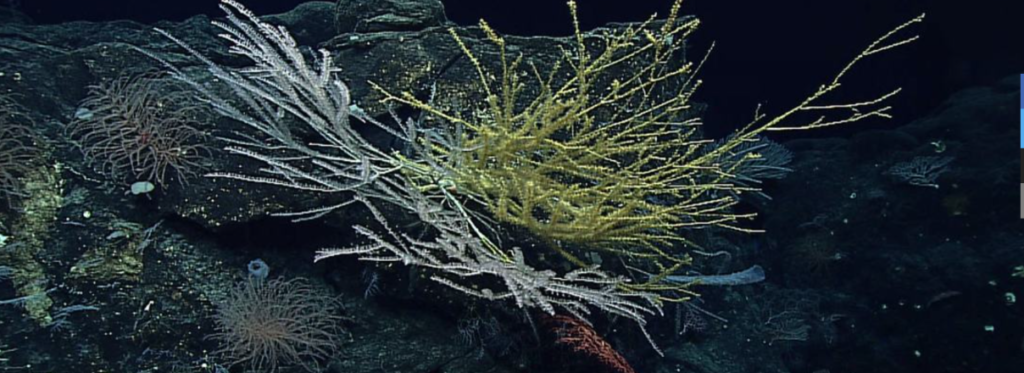 Uluslararası Okyanus Anlaşması yürürlüğe giriyor