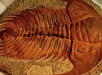 Bilim insanları açıkladı: 530 milyon yıl önce zehirli gaz okyanus yaşamının yarısını yok etti<strong> </strong>