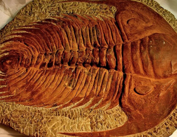 Bilim insanları açıkladı: 530 milyon yıl önce zehirli gaz okyanus yaşamının yarısını yok etti<strong> </strong>