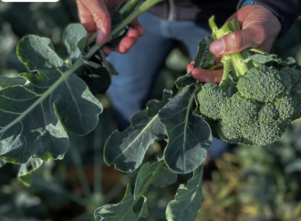 IKEA’dan israfa karşı yeni adım: Hasat sonrası çöpe giden brokoli yaprakları çorbaya dönüşüyor