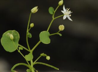 İzmir’in Ödemiş ilçesinde yeni bitki türü keşfedildi