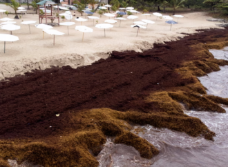 Deniz yosunu patlamaları dünya genelinde yayılıyor