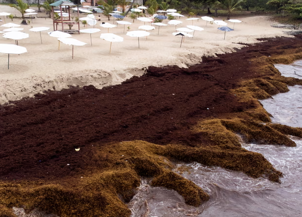 Deniz yosunu patlamaları dünya genelinde yayılıyor