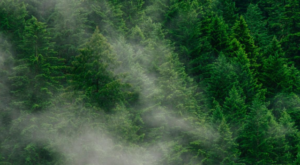 Atmosferdeki karbon kirliliğini azaltmanın yolları