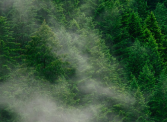 Atmosferdeki karbon kirliliğini azaltmanın yolları