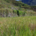 BM: 2,3 milyar kişi gıda güvensizliği yaşıyor