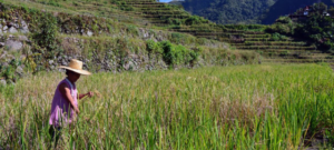 BM: 2,3 milyar kişi gıda güvensizliği yaşıyor