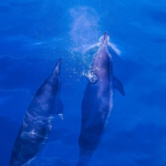 Bilgisayarlardaki kimyasallar nesli tehlike altındaki yunusların beynine sızdı