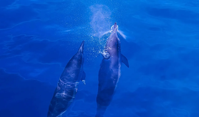 Bilgisayarlardaki kimyasallar nesli tehlike altındaki yunusların beynine sızdı