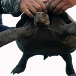 Dev kaplumbağalar yarım asır sonra Galápagos’ta yeniden doğuyor