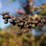 Kahve keyfi risk altında: Küresel ısınma üretimi daraltıyor