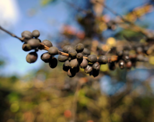 Kahve keyfi risk altında: Küresel ısınma üretimi daraltıyor