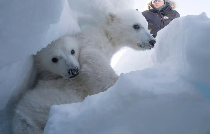 Dünyanın en hızlı ısınan bölgesi Svalbard’da beklenmedik tablo: Kutup ayıları kilo alıyor