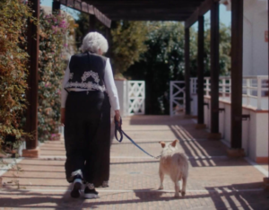 Yaşlı barınak köpekleri huzurevlerine konuk oluyor