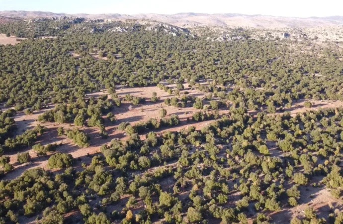 Amazon ve UNDP’den deprem bölgesindeki ekosistemlere 1,5 milyon euro destek