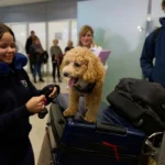 Yunanistan’dan Orta Doğu’daki evcil hayvanlar için tahliye operasyonu