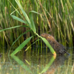 Avrupa Birliği Adalet Divanı’ndan Portekiz’e çevre cezası
